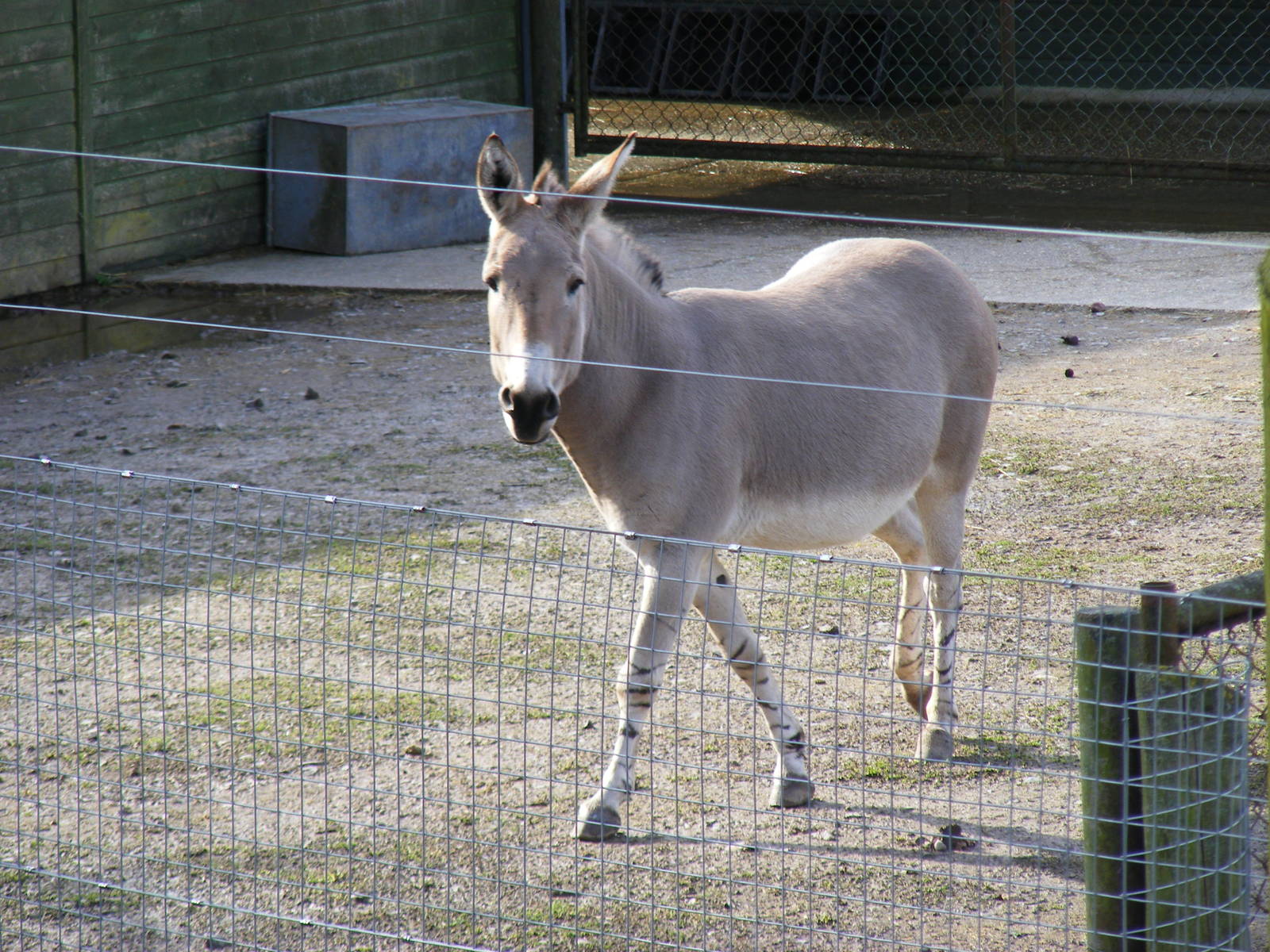 Future the Somali wild ass stallion at Marwell Wildlife, 21 March 2010