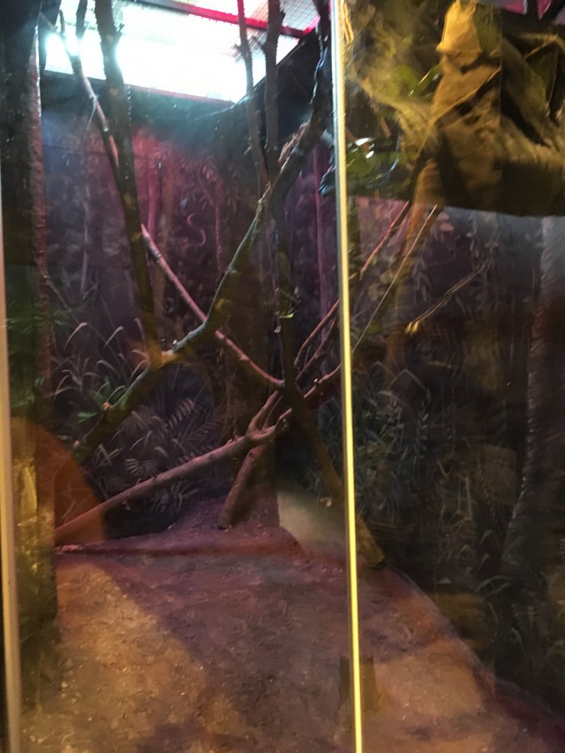 Future Tree Pangolin Exhibit (Updated)