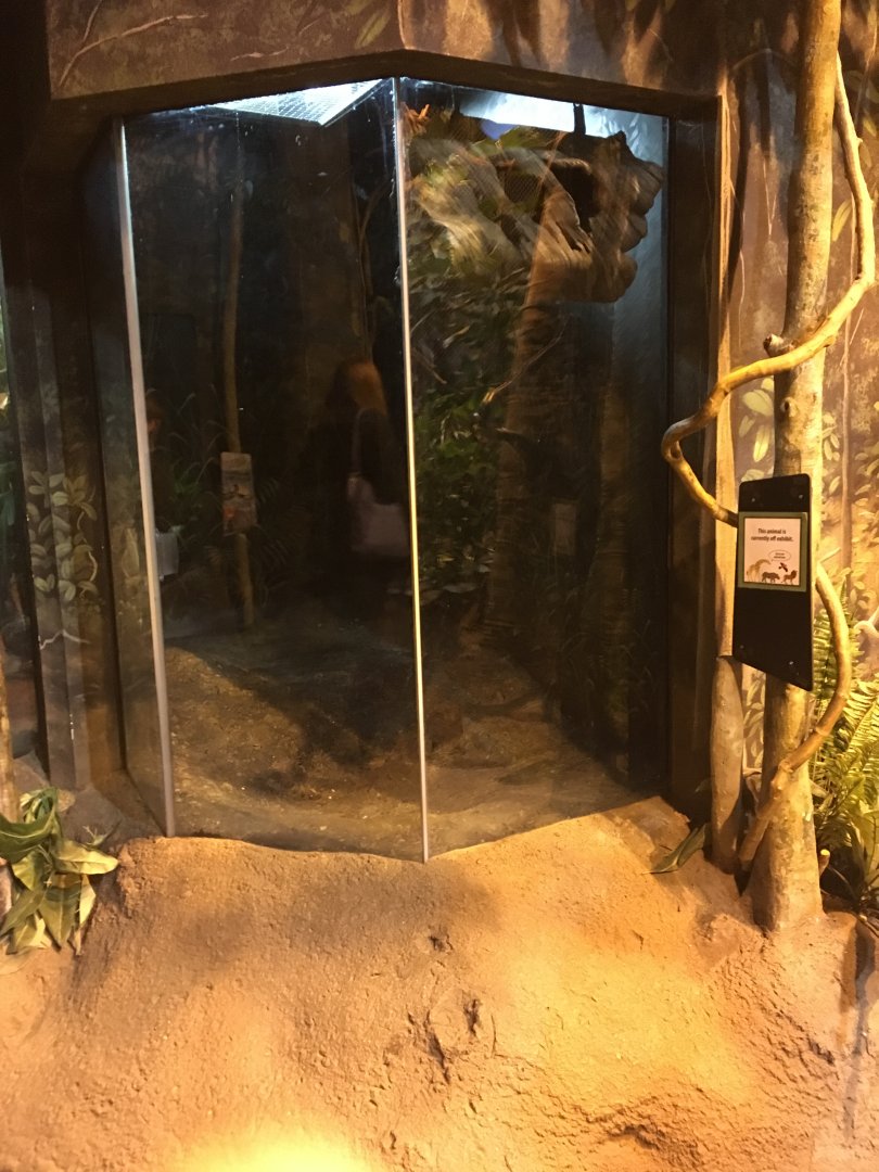 Future tree pangolin exhibit