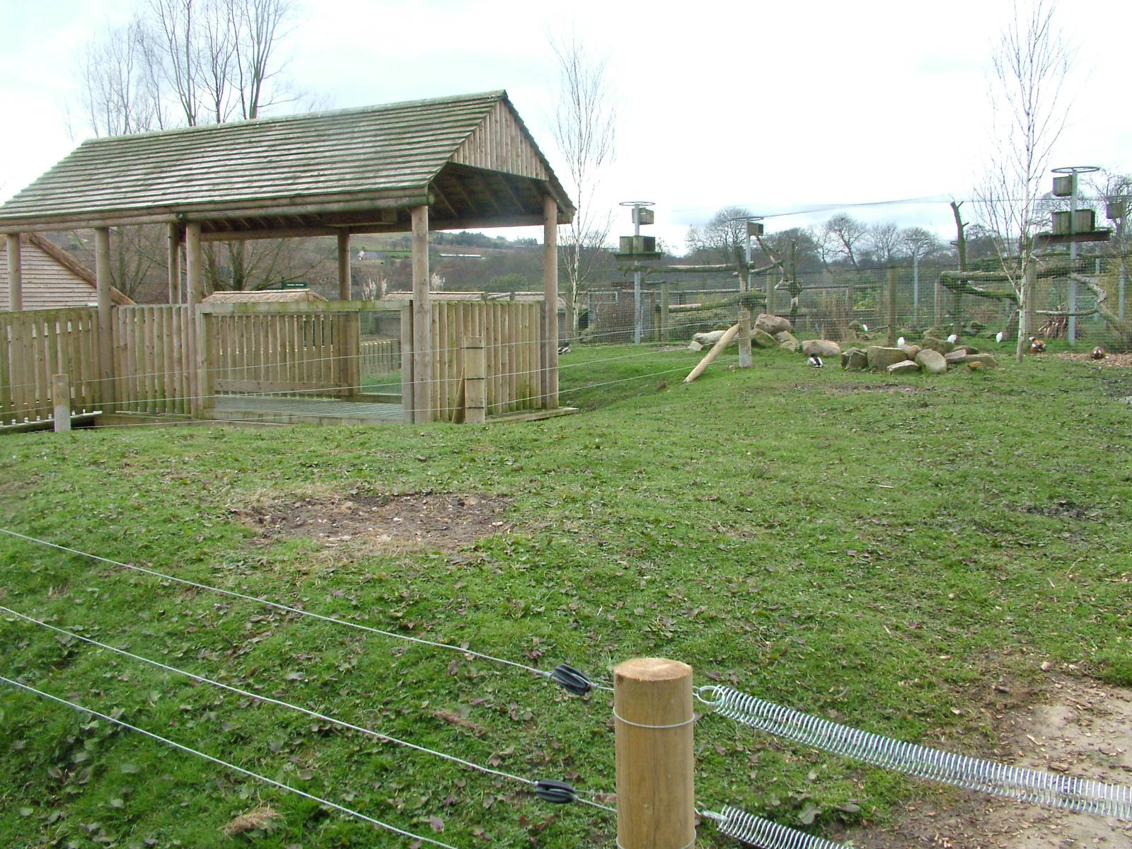 Future Warty Pig exhibit at Blackbrook 03/04/10