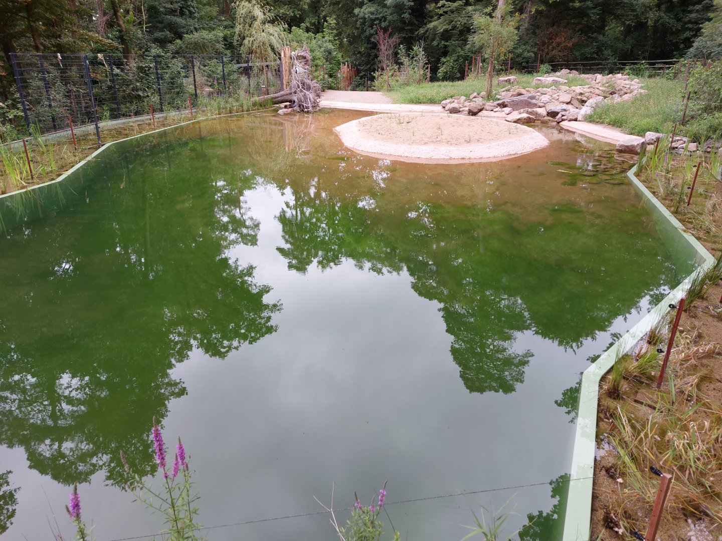 Future water buffalo exhibit
