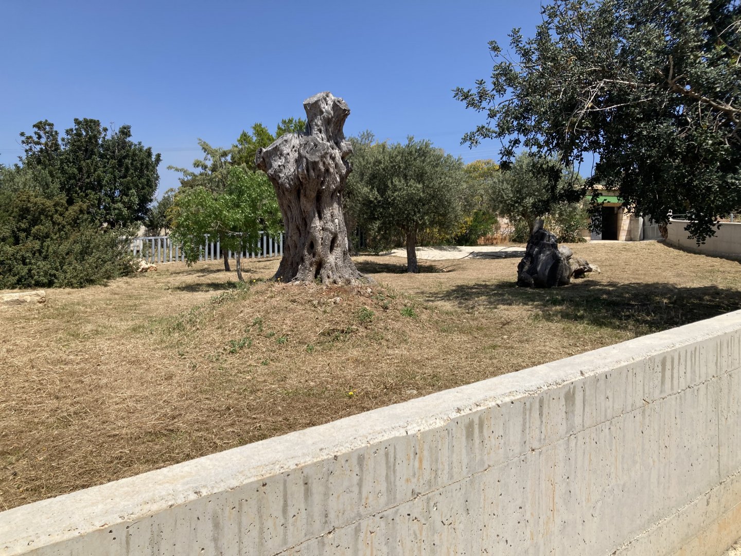 Future white rhino exhibit