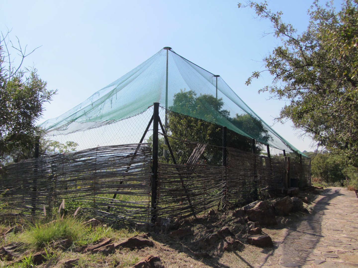 Future White-winged Flufftail Aviary