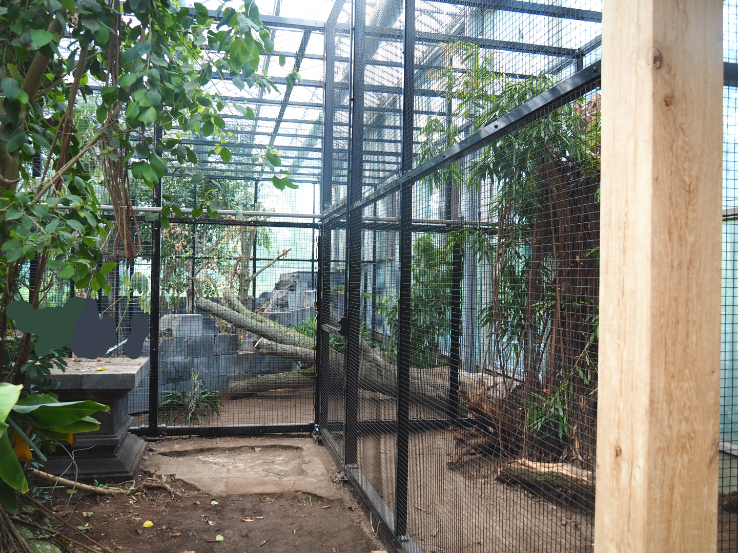 Future Wrinkled hornbill, Sclater's crowned pigeon and Common hill myna indoor and separation aviaries, 2022-07-03