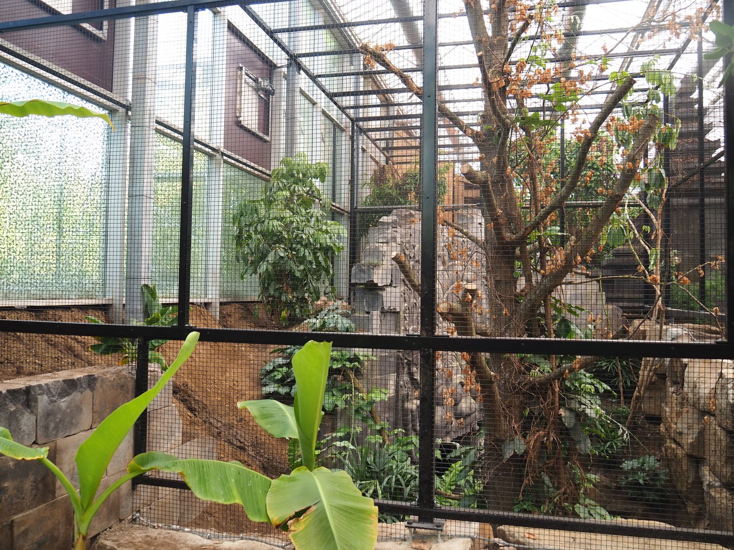 Future Wrinkled hornbill, Sclater's crowned pigeon and Common hill myna indoor aviary, 2022-07-03