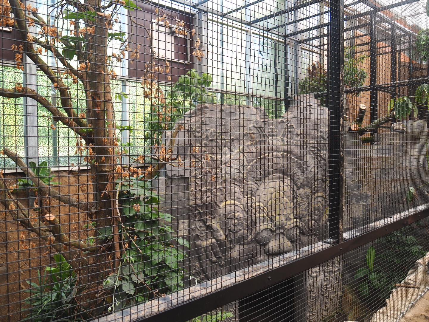 Future Wrinkled hornbill, Sclater's crowned pigeon and Common hill myna indoor aviary, 2022-07-03