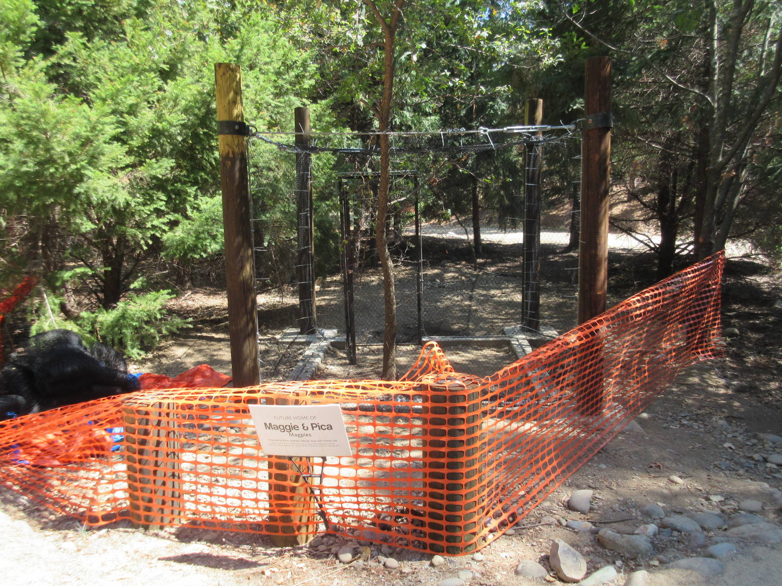 Future Yellow-Billed Magpie Exhibit