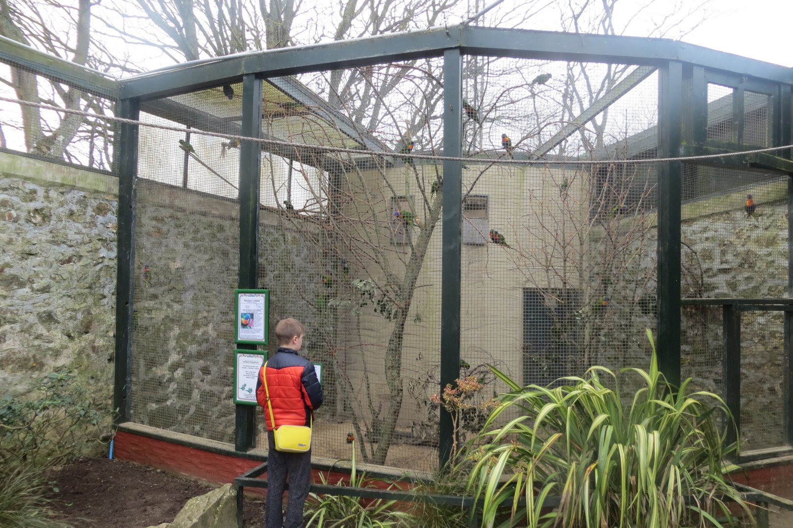 Future ZooChatter counting Rainbow lorikeets 190219
