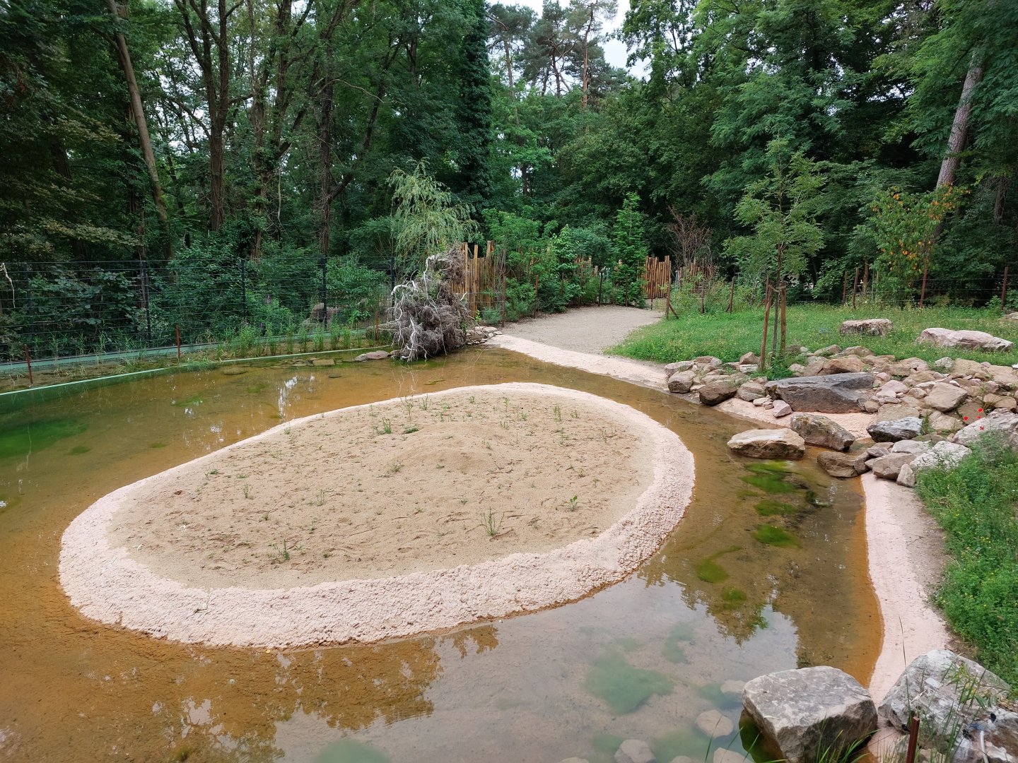 Futurr water buffalo exhibig