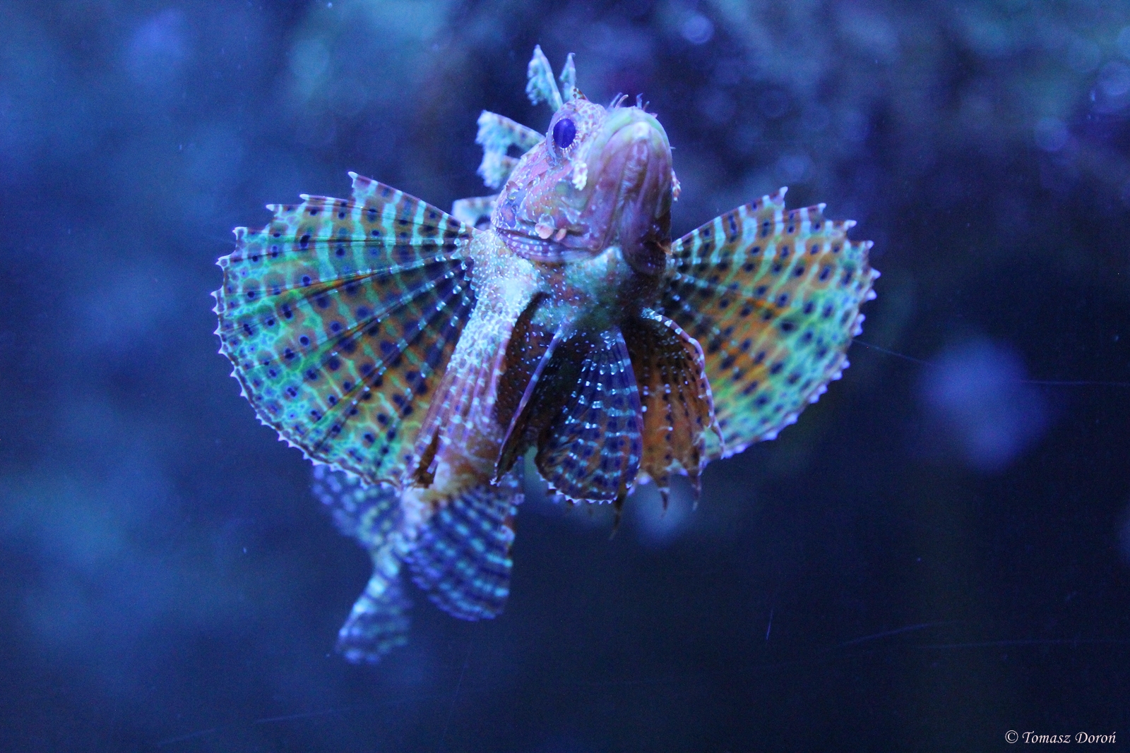 Fuzzy Dwarf Lionfish (Dendrochirus brachypterus)
