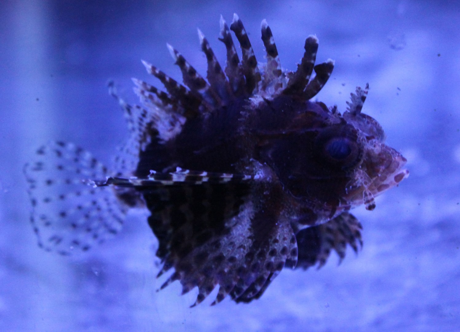 Fuzzy dwarf lionfish - Dendrochirus brachypterus.