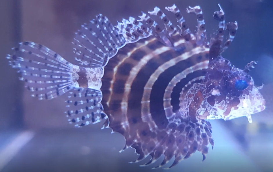 Fuzzy dwarf lionfish - Dendrochirus brachypterus