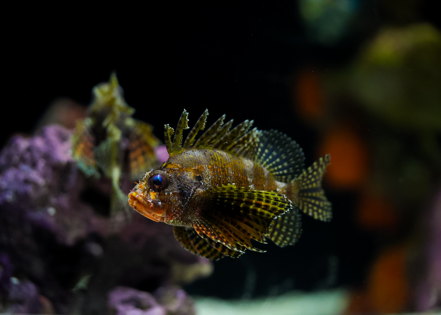 Fuzzy Dwarf Lionfish
