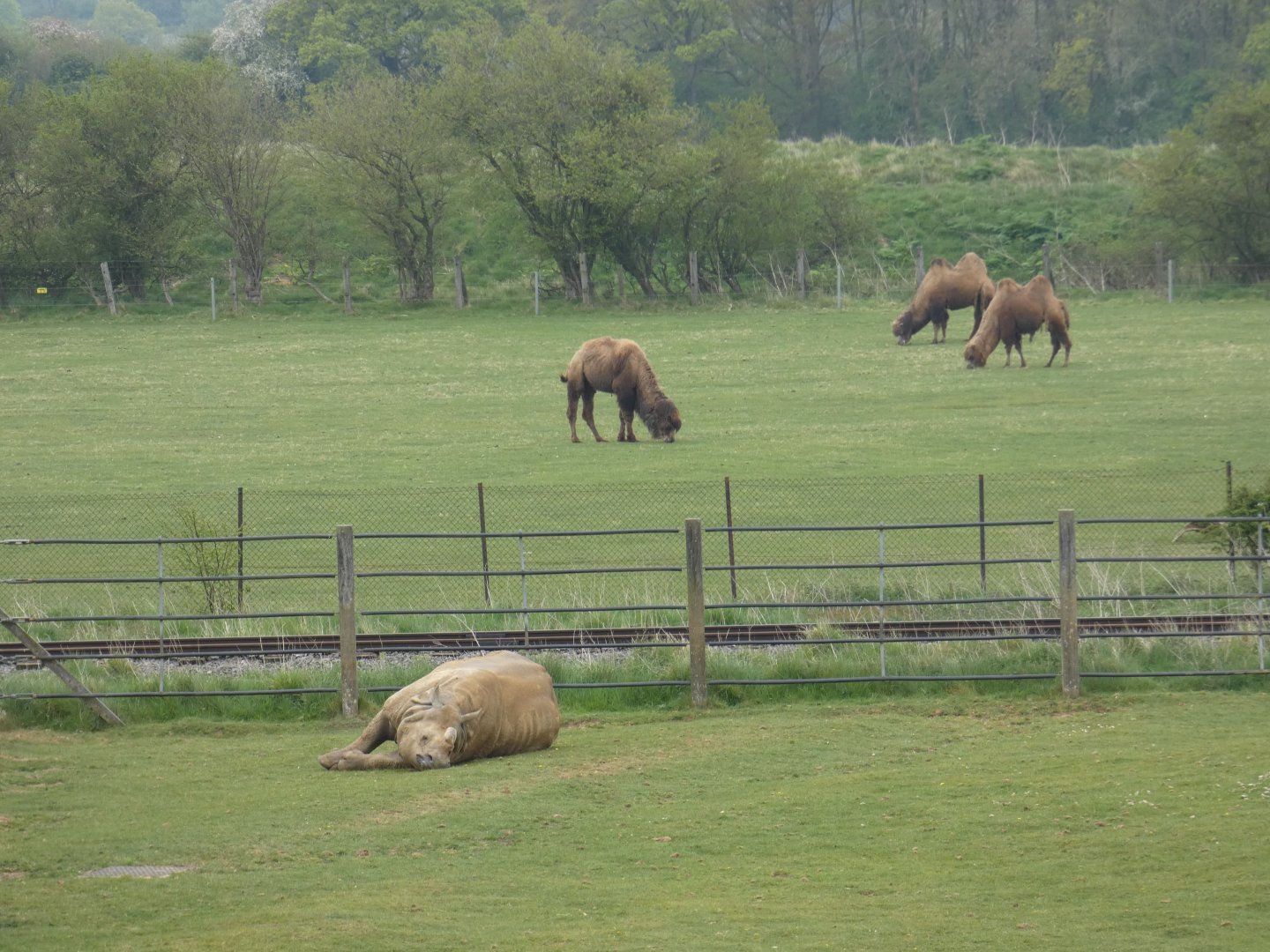 G1HR & Bactrian camels