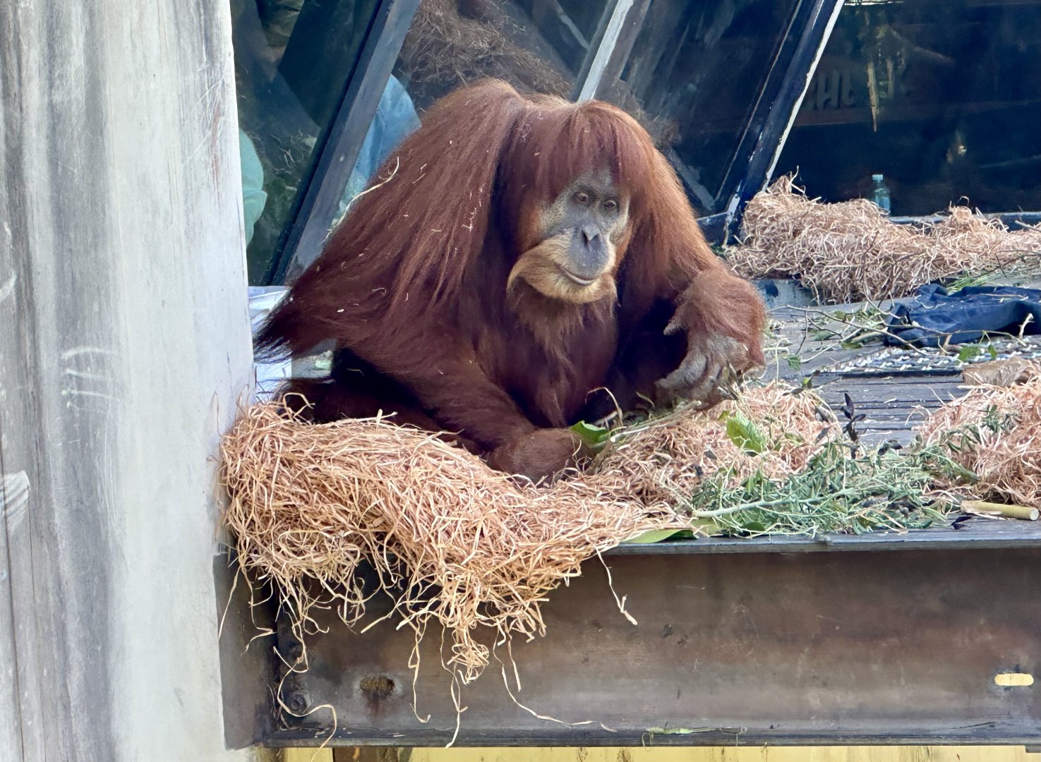 Gabby (Hybrid Orangutan)