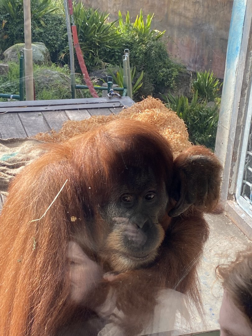 Gabby - Hybrid Orangutan