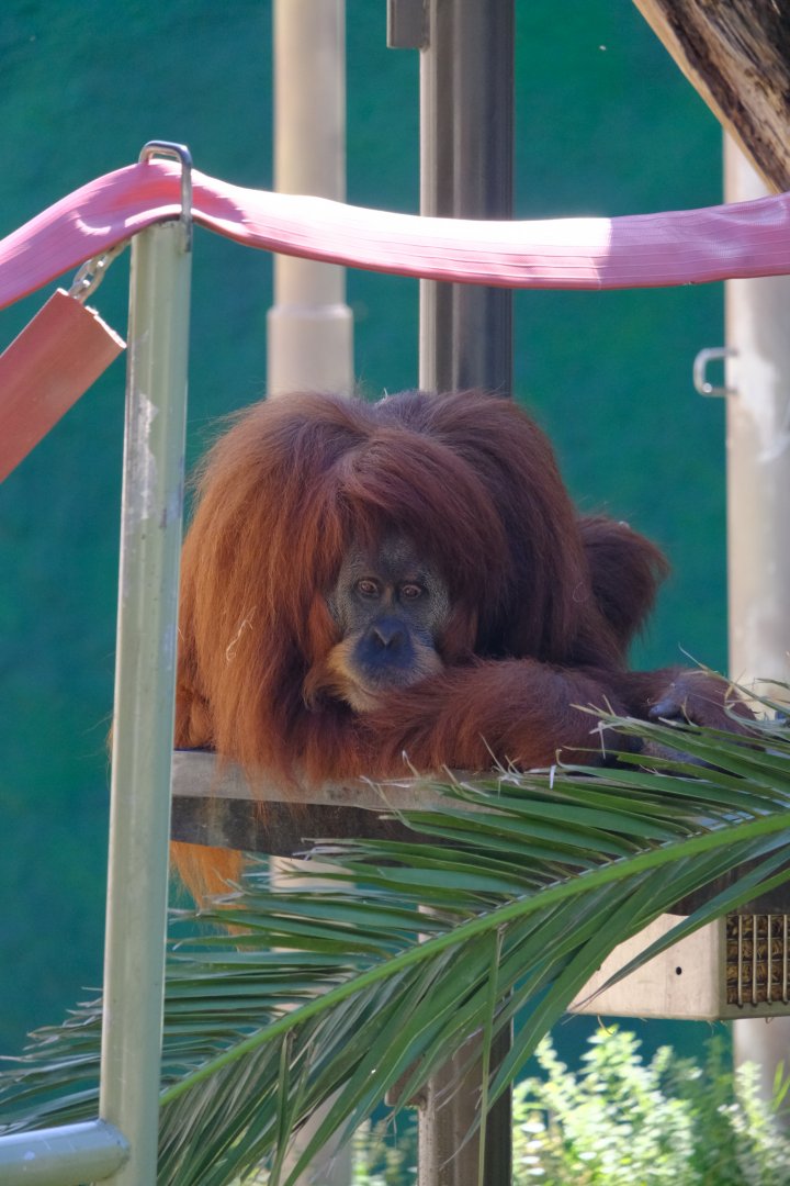 Gabby - Melbourne Zoo