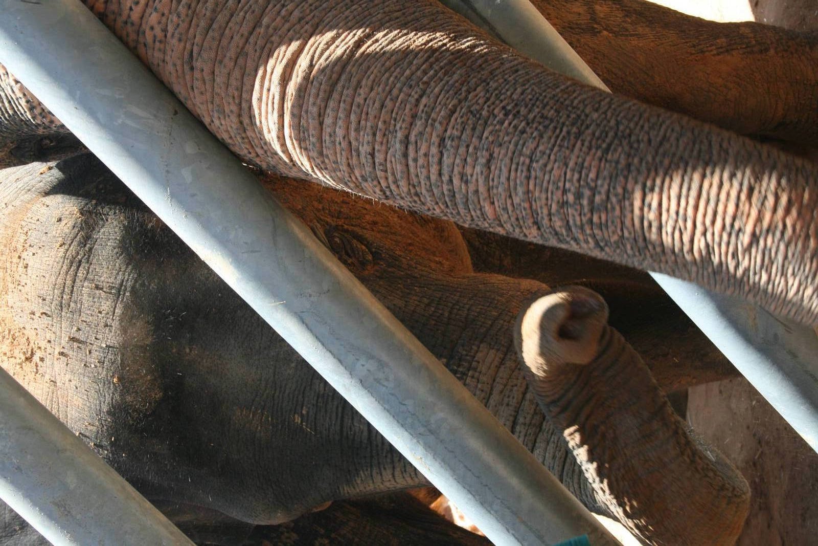 gabby the baby elephant -4 years old