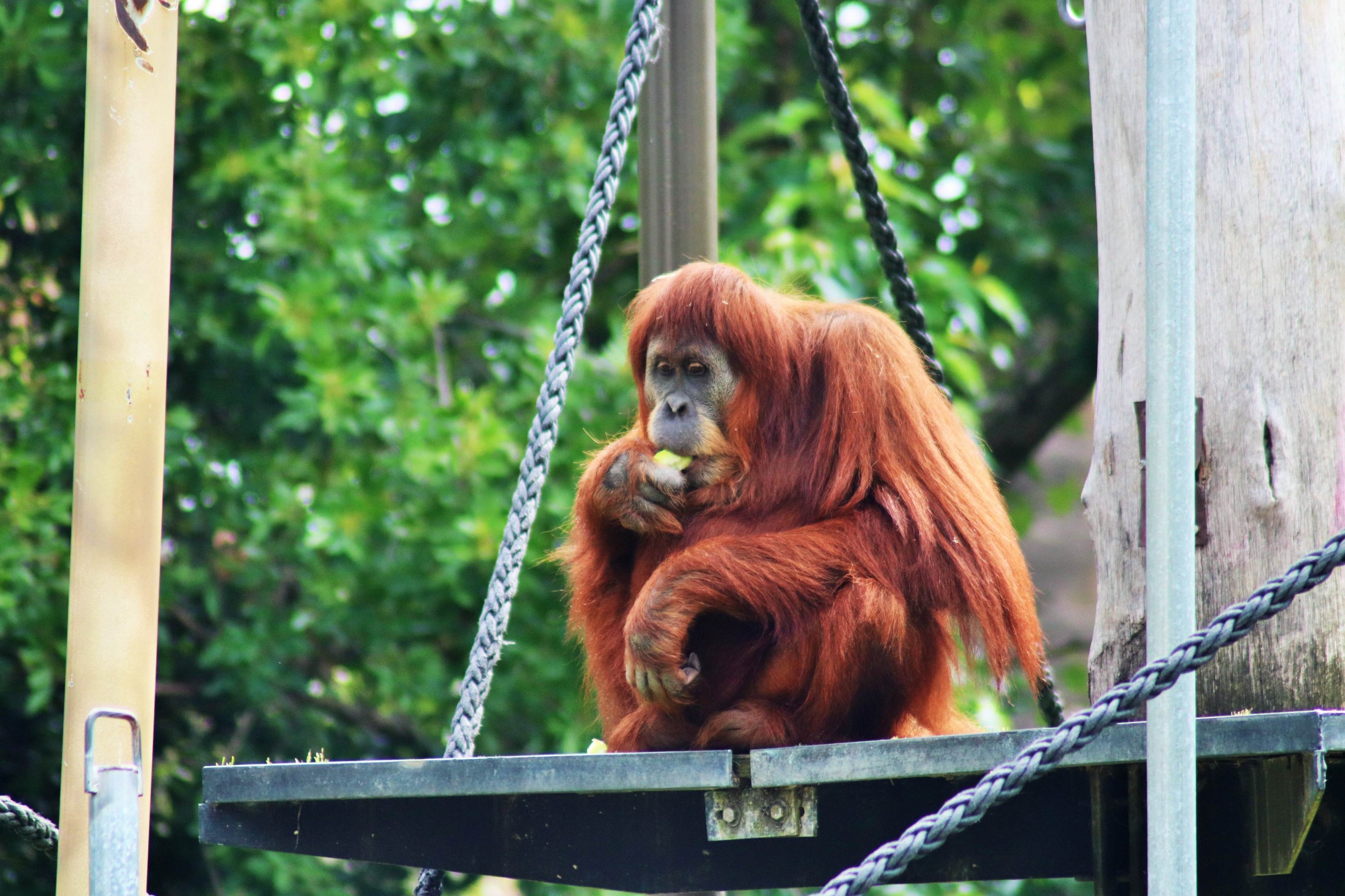 'Gabby' the Orangutan (Pongo)