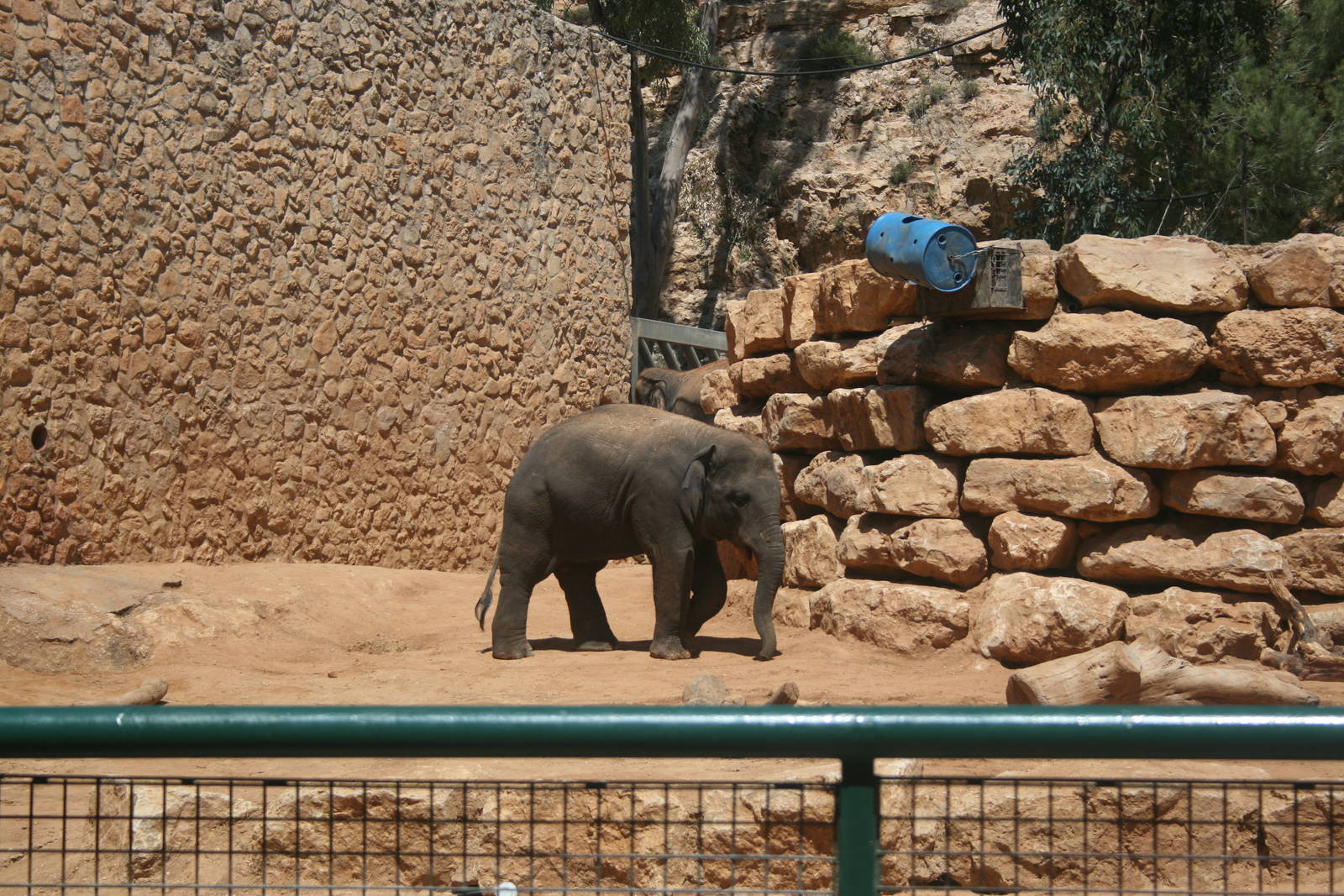 Gabi the baby (4 year old) elephant