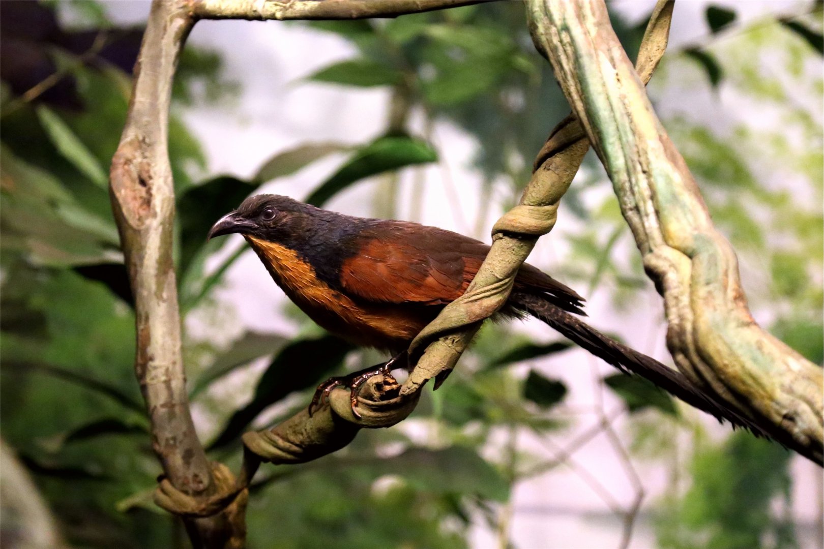 Gabon coucal (Centropus anselli)