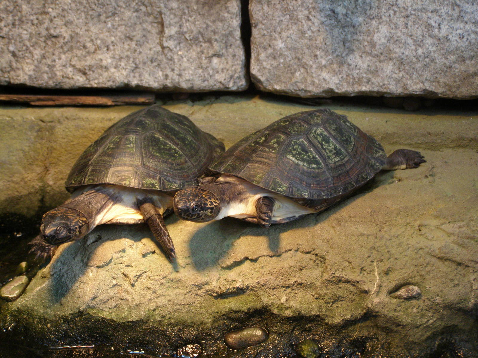 Gabon sideneck tutle  (Pelusios gabonensis)