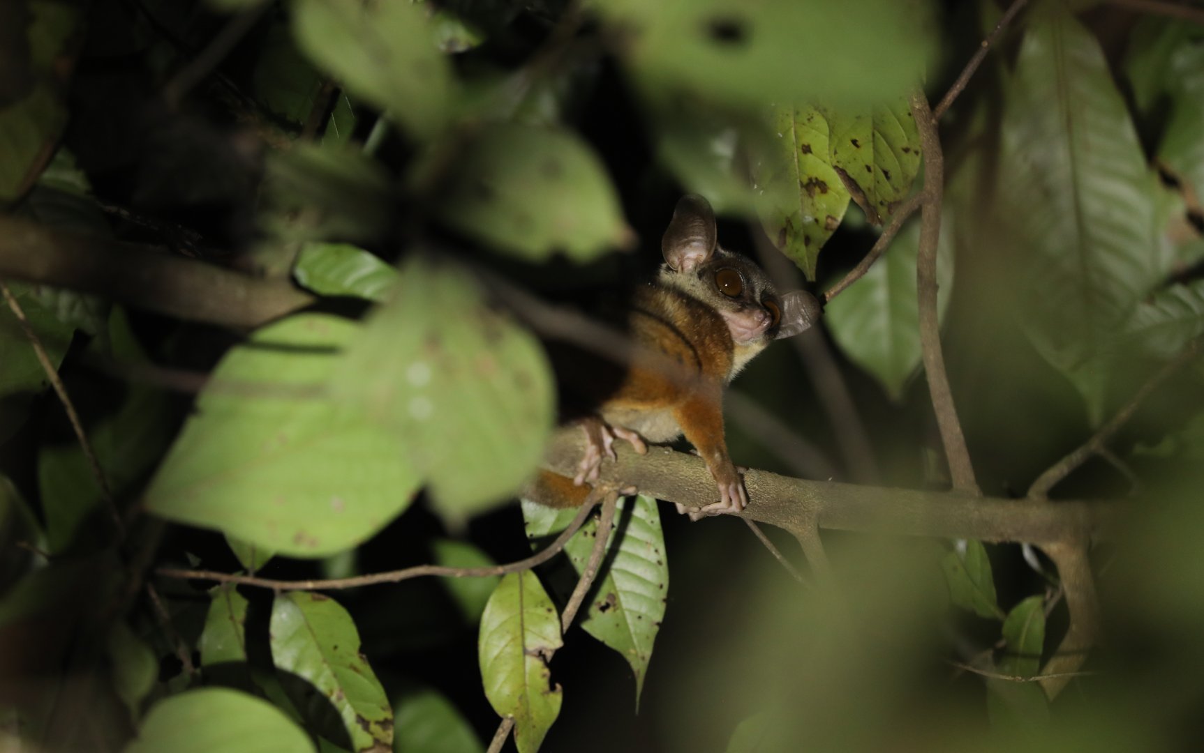 Gabon Squirrel Galago (Sciurocheirus gabonensis)