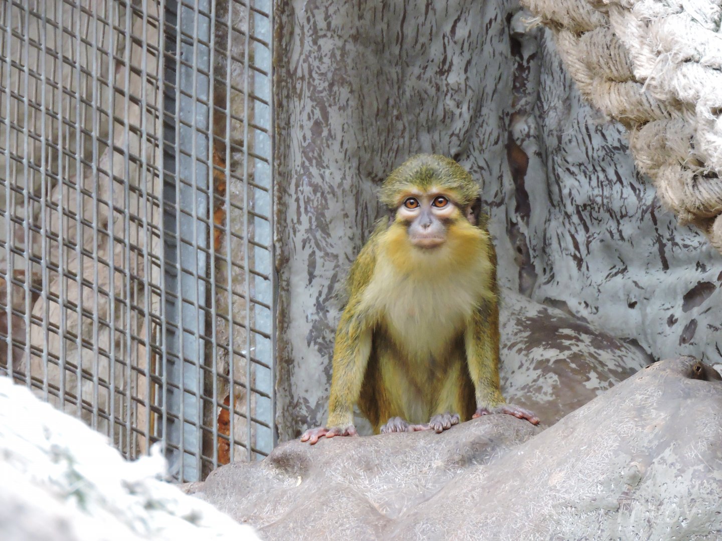 Gabon talapoin [2015]