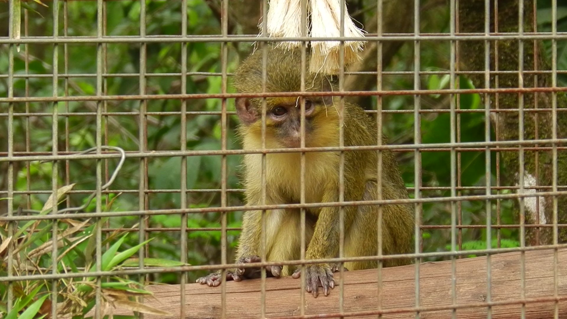 Gabon talapoin - Belo Horizonte zoo