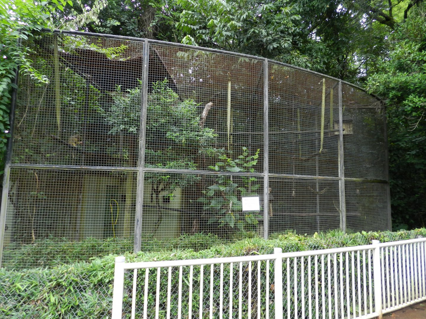 Gabon talapoin exhibit - Belo Horizonte zoo