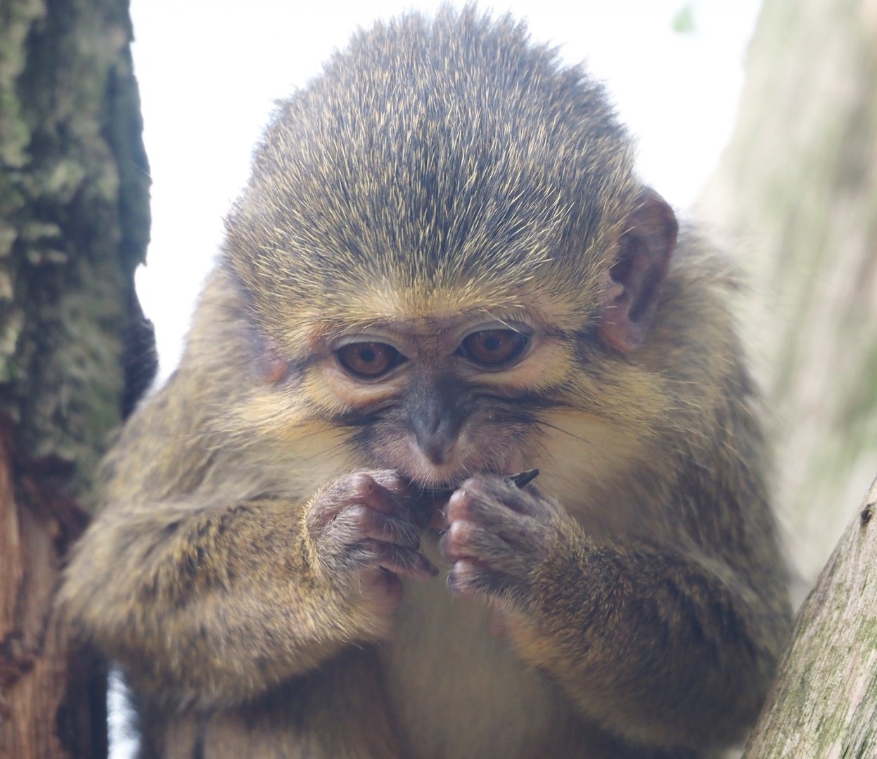 Gabon talapoin (Miopithecus ogouensis), 2024-08-18