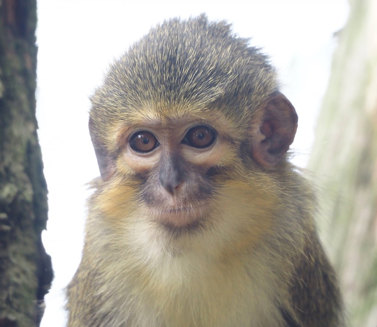 Gabon talapoin (Miopithecus ogouensis), 2024-08-18