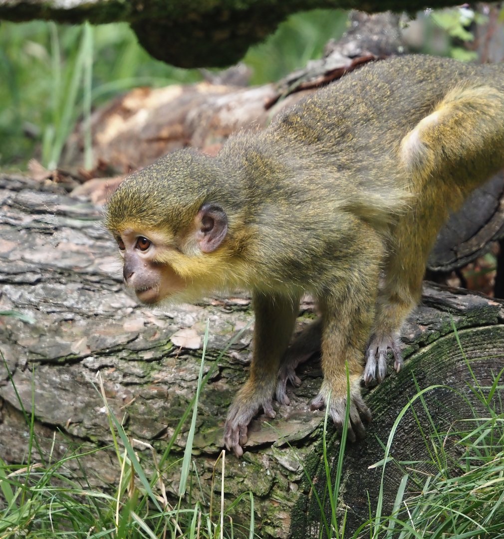 Gabon talapoin (Miopithecus ogouensis), 2024-08-18