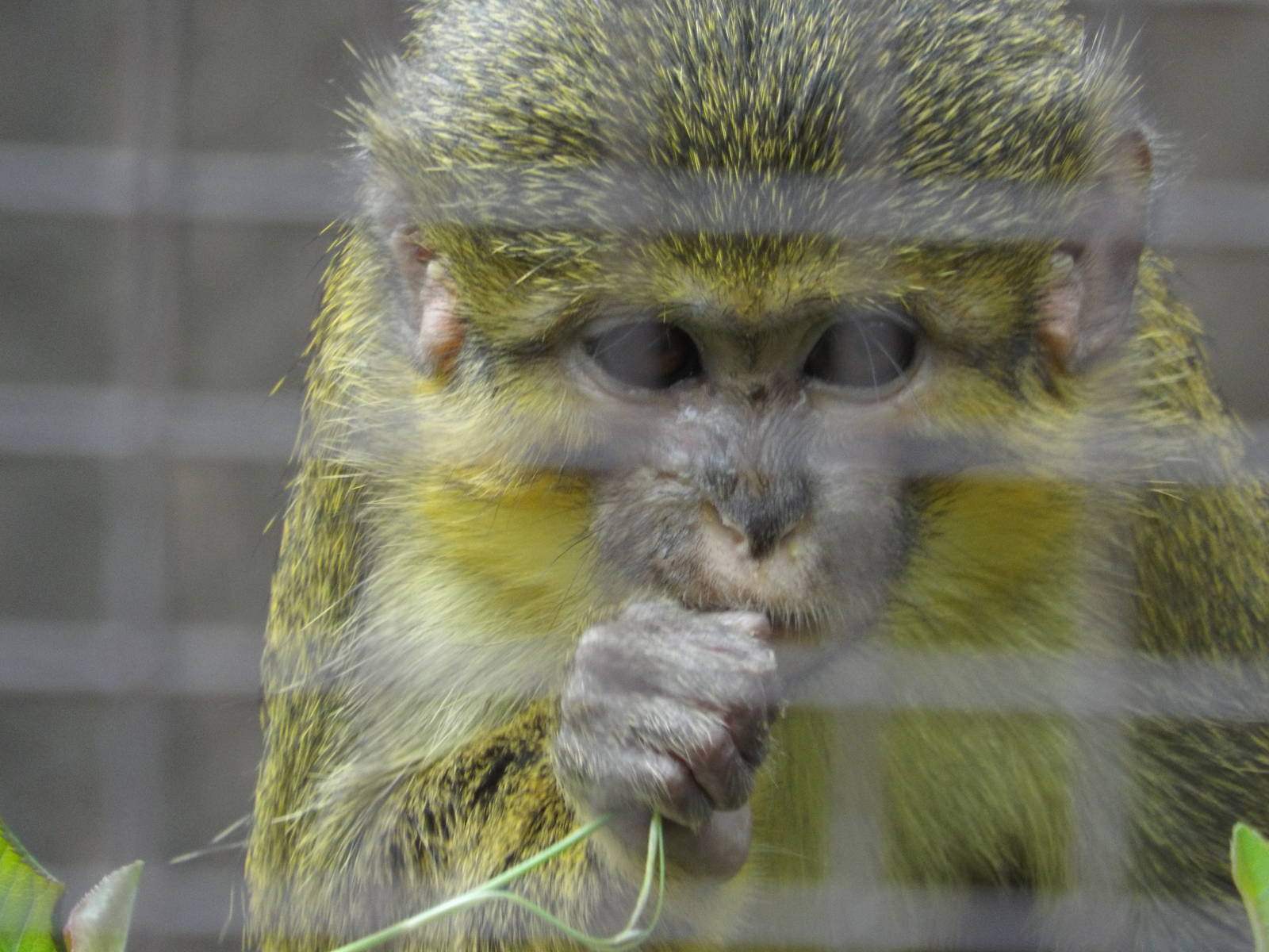 Gabon Talapoin (Miopithecus ogouensis) at Zoologischer Garten Magdeburg - 5