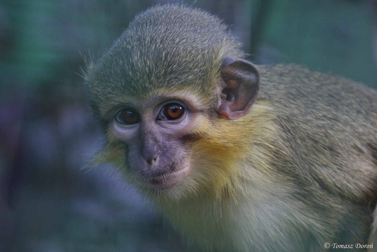 Gabon Talapoin (Miopithecus ogouensis) male