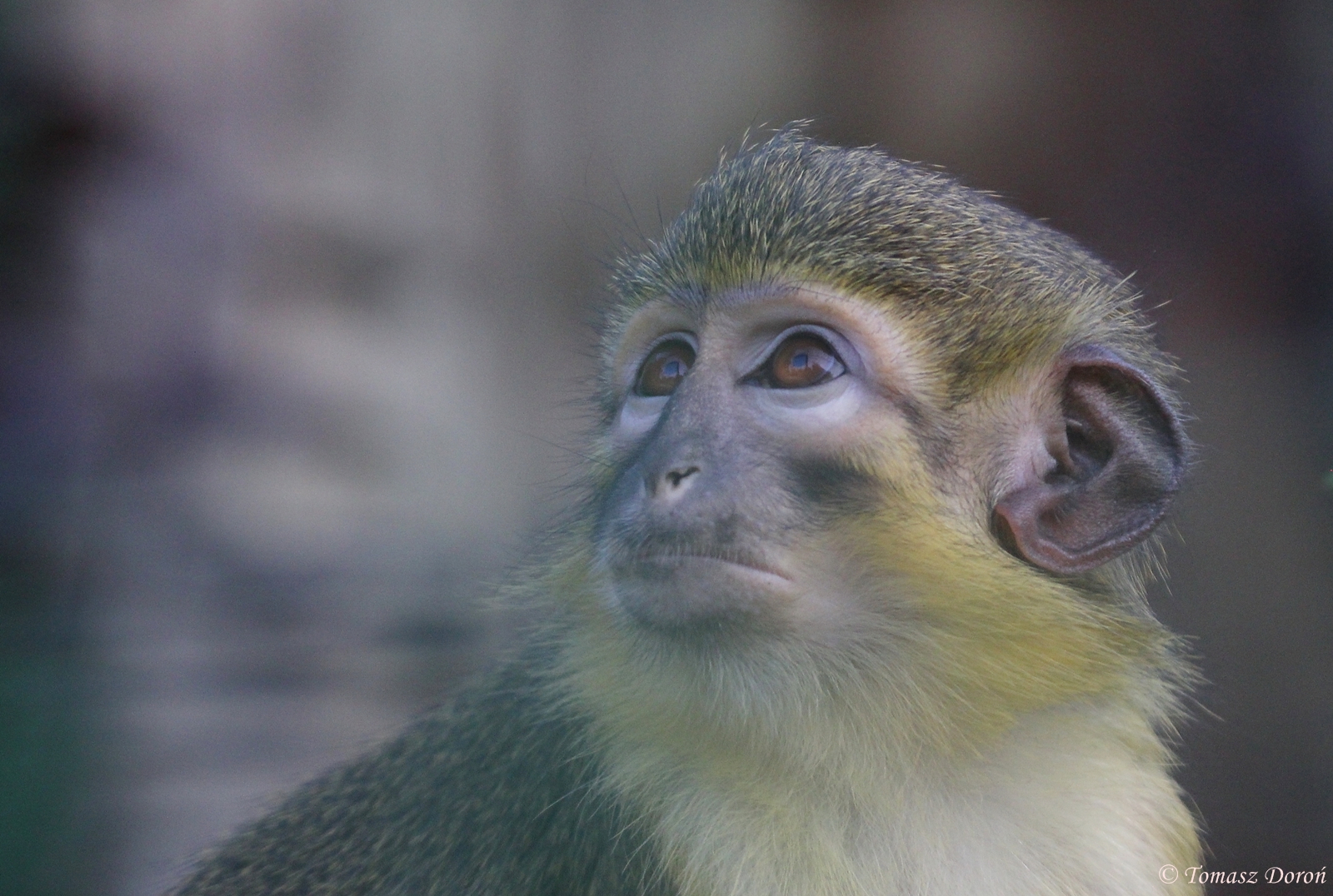 Gabon Talapoin (Miopithecus ogouensis)
