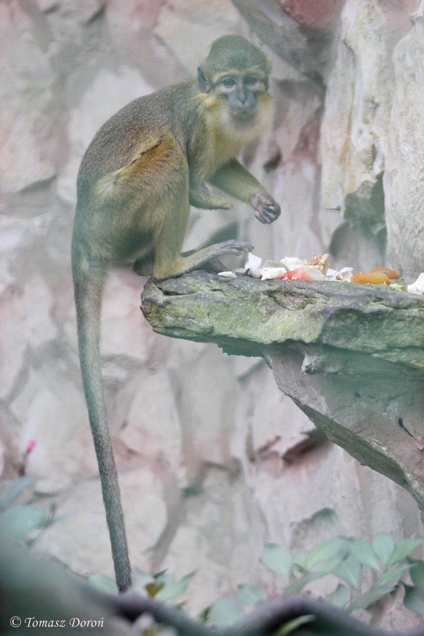 Gabon Talapoin (Miopithecus ogouensis)