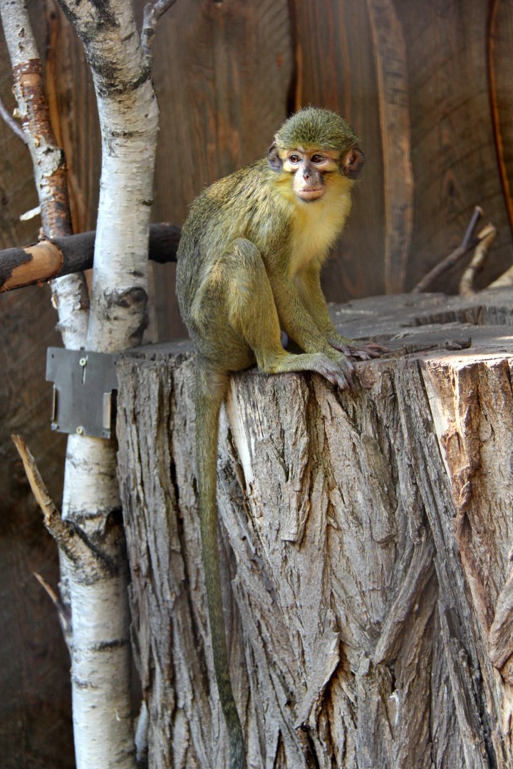 Gabon talapoin (Miopithecus ogouensis)