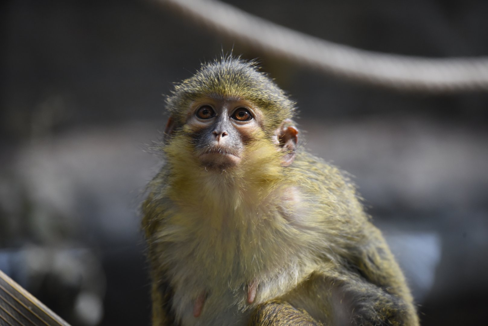 Gabon talapoin - Miopithecus ogouensis