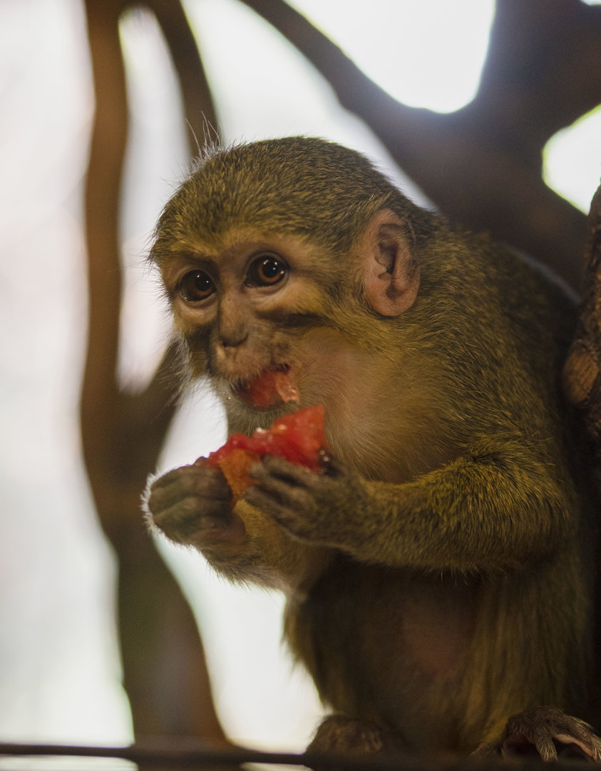 Gabon talapoin (Miopithecus ogouensis)