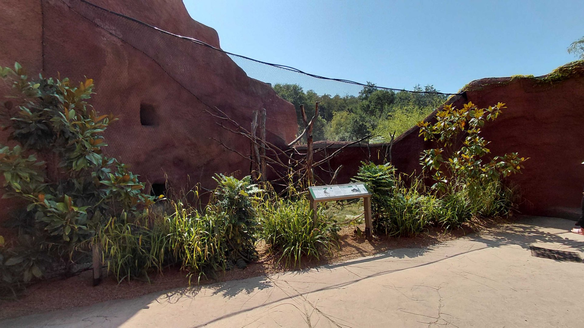 Gabon talapoin outdoor exhibit