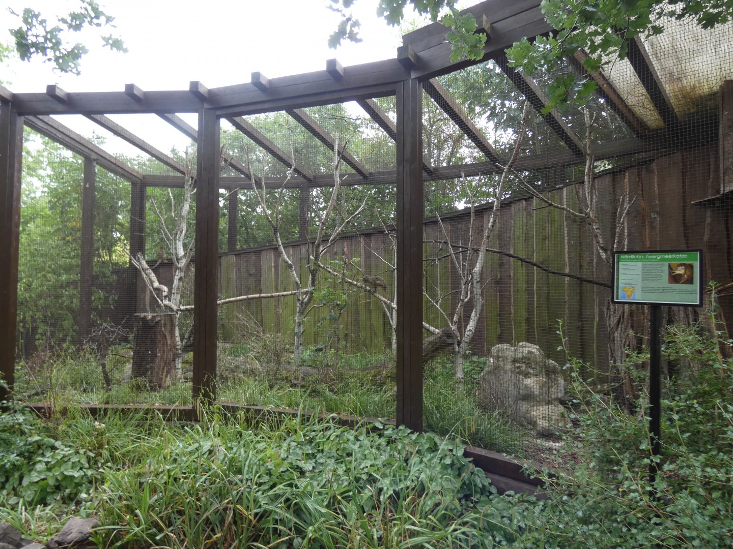 Gabon Talapoin Outdoor