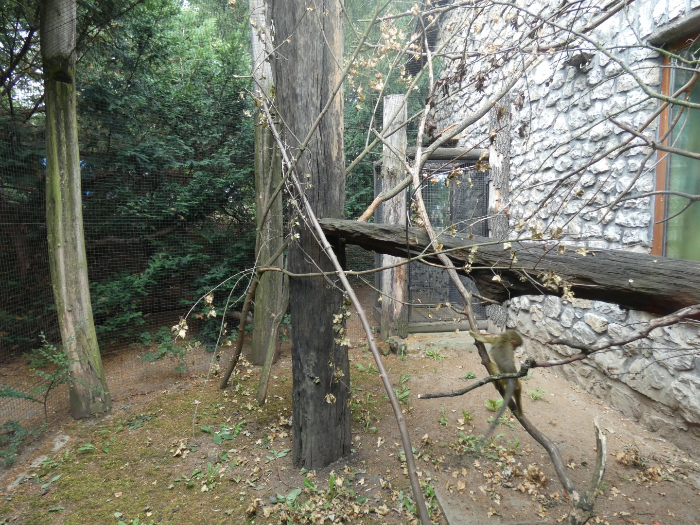 Gabon Talapoin Outdoors