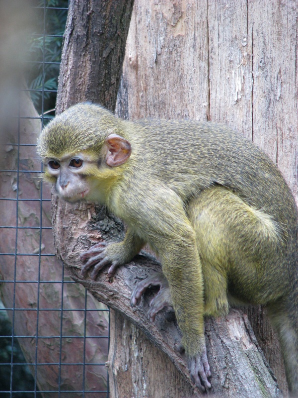 Gabon talapoin @ Prague zoo
