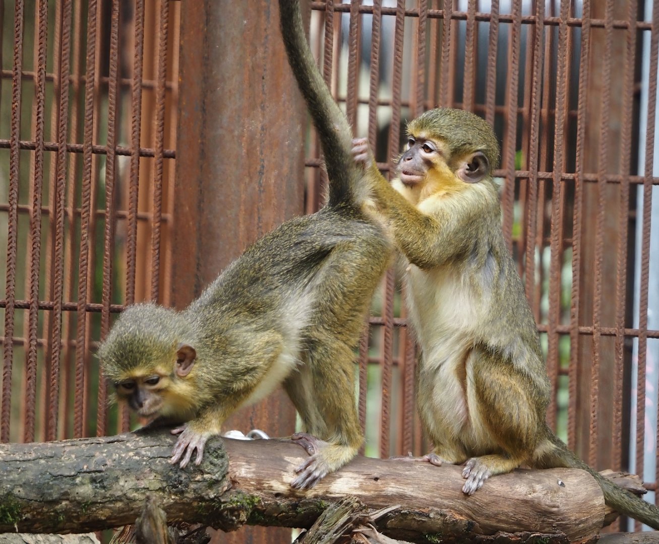Gabon talapoins (Miopithecus ogouensis), 2024-08-18