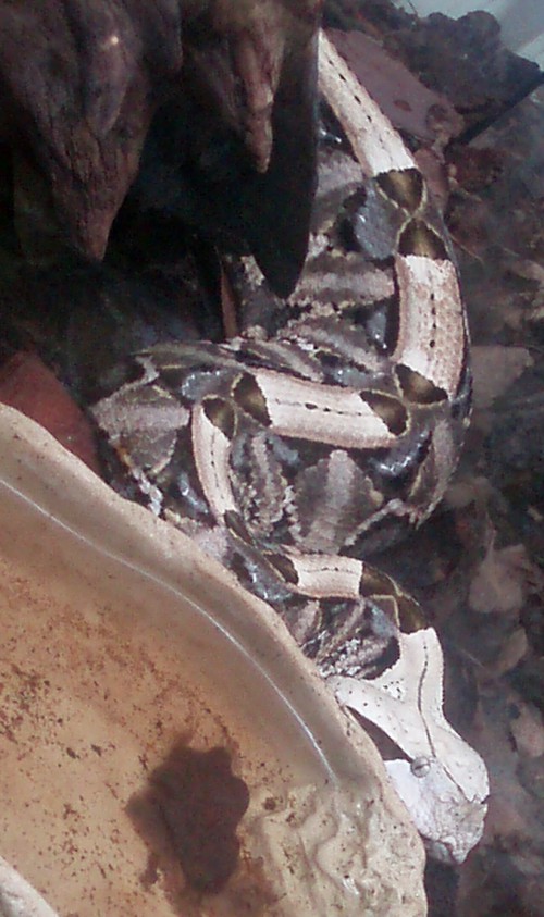 Gabon Viper (Bitis gabonica)