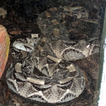 Gabon Viper (Bitis gabonica)