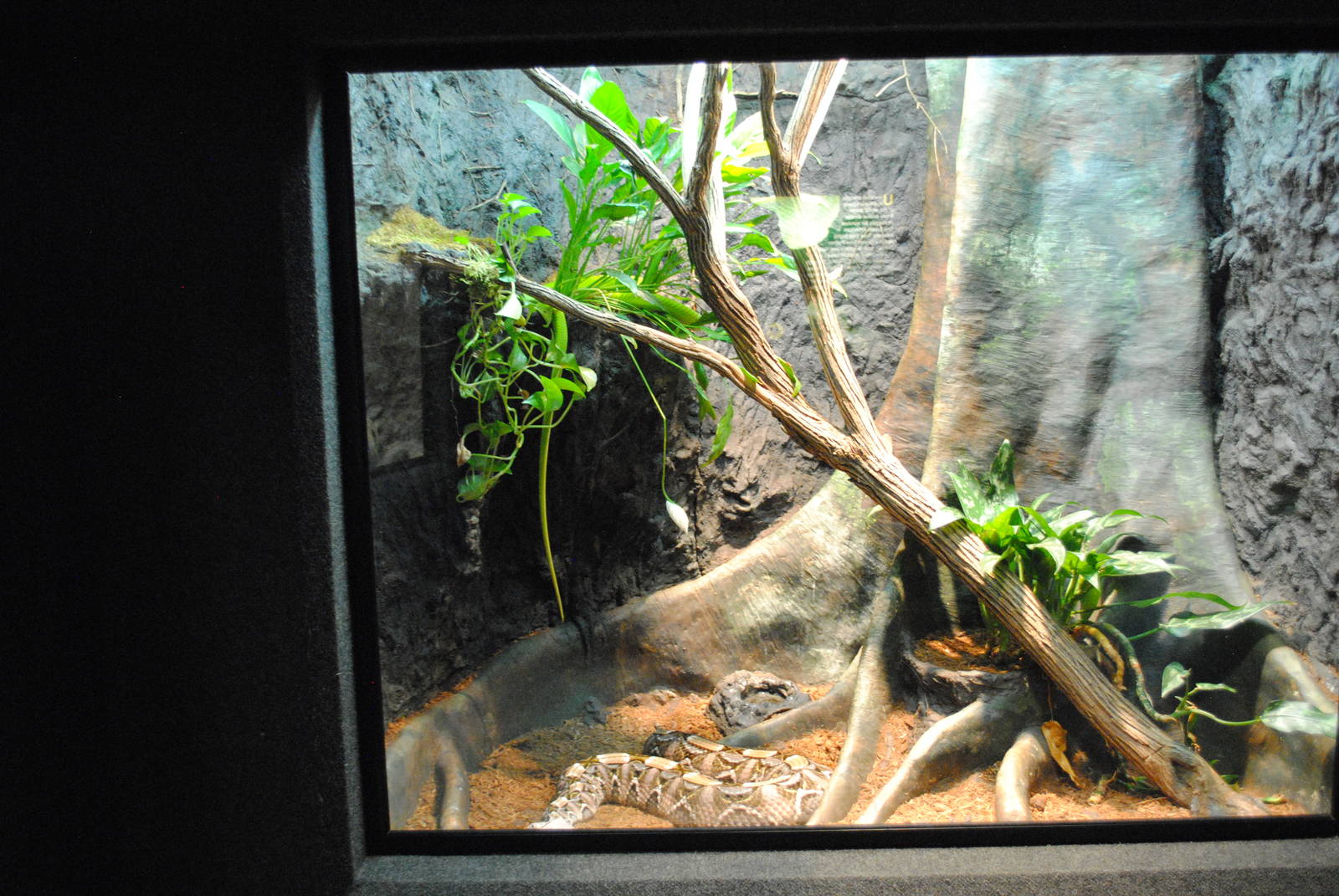 Gabon Viper/Eastern Green Mamba Exhibit (Main Gallery)