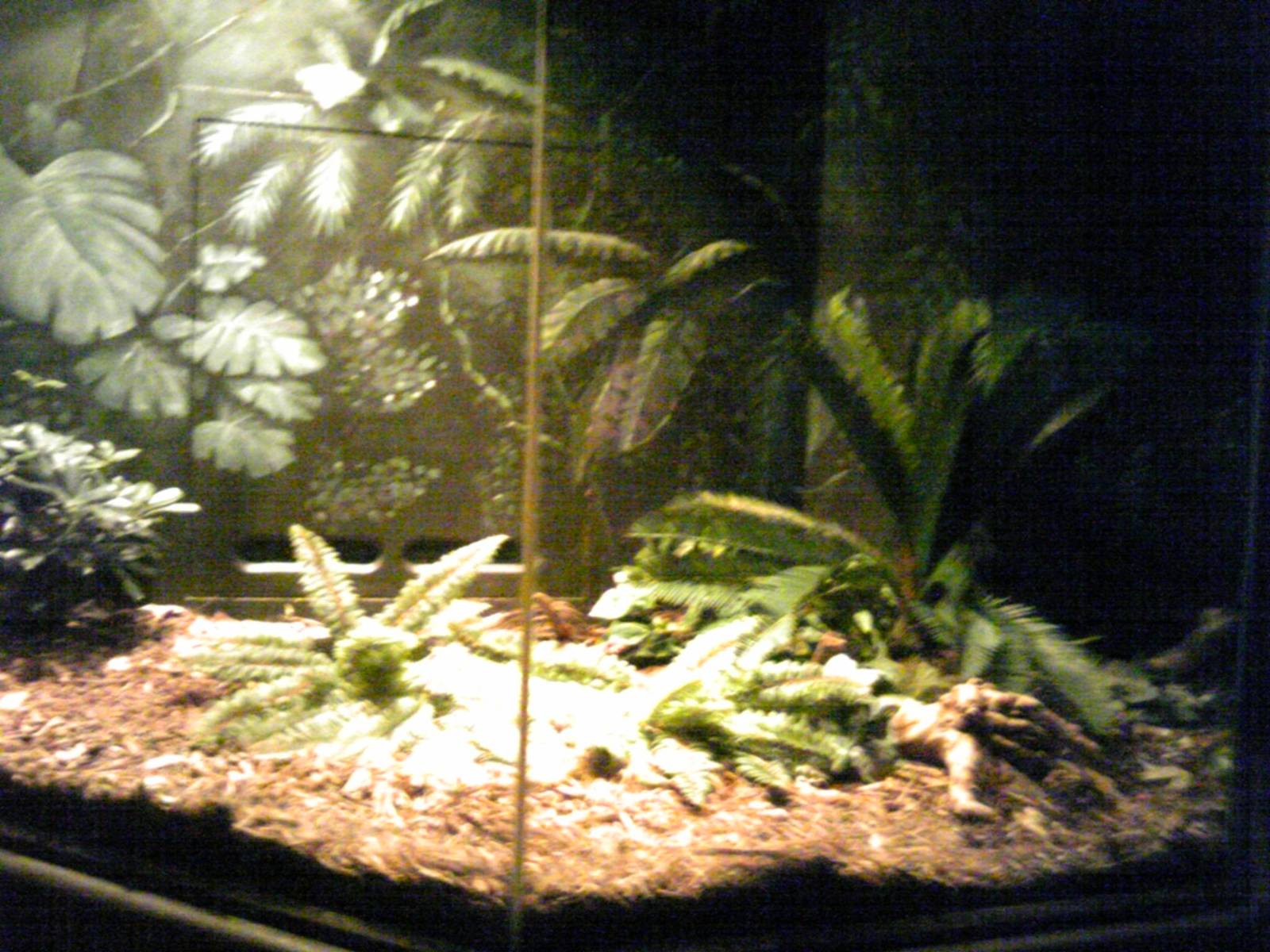 Gabon Viper exhibit
