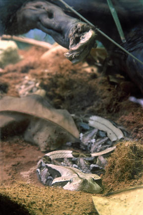 gabon viper, LA Zoo